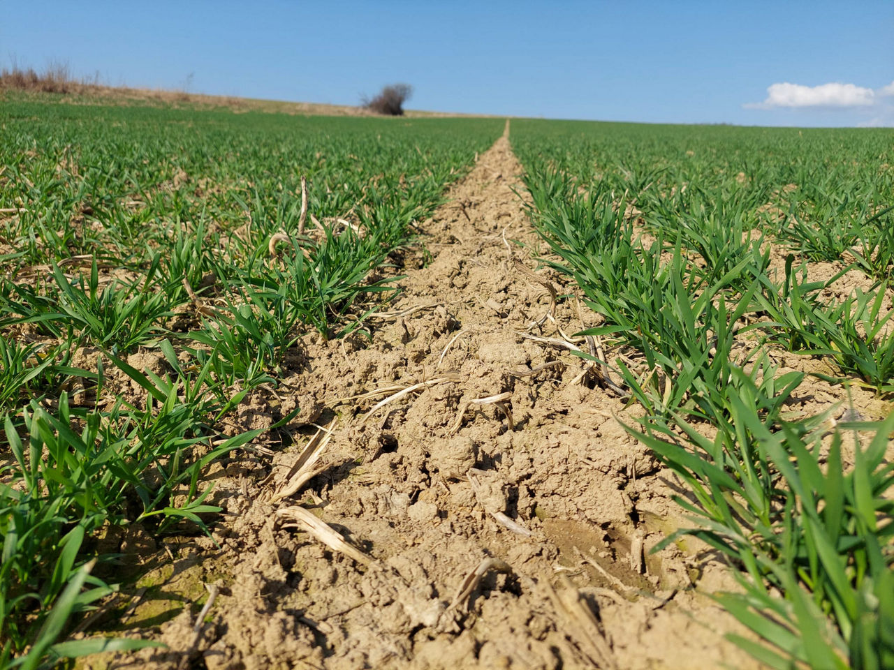 Porast ošetrený na jeseň prípravkom Cougar Forte v dávke 0,5 l/ha.